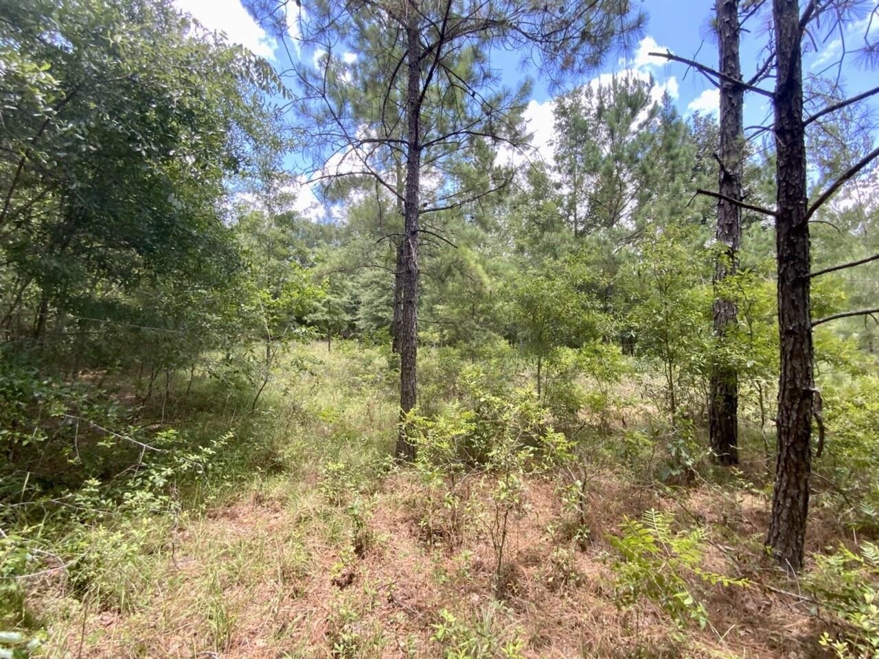 0 Northeast Dandelion Street Madison, FL 32340 - Photo 42 of 42