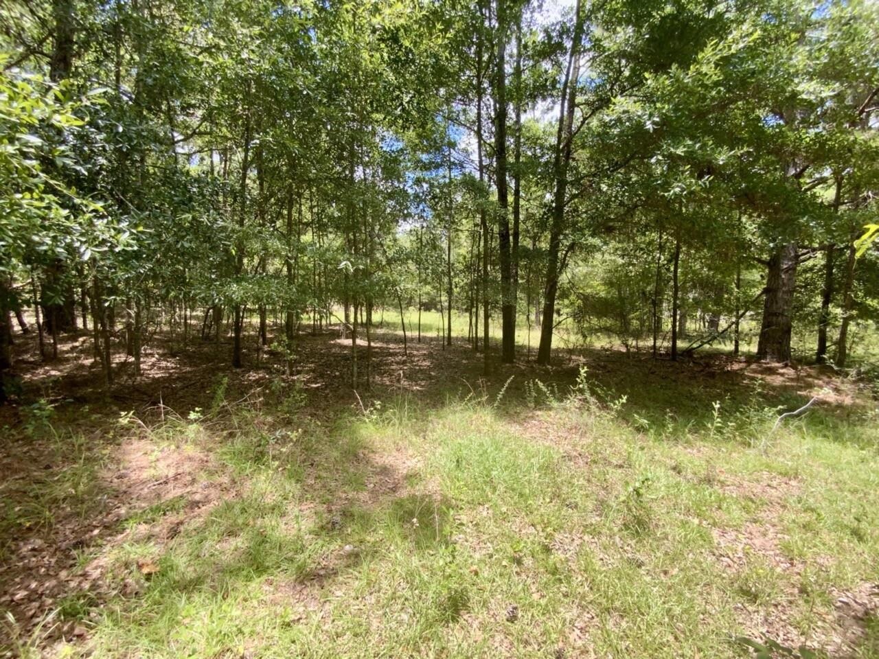 0 Northeast Dandelion Street Madison, FL 32340 - Photo 5 of 42