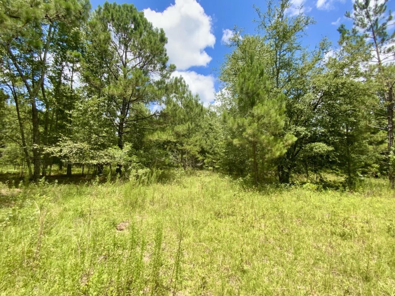 0 Northeast Dandelion Street Madison, FL 32340 - Photo 7 of 42