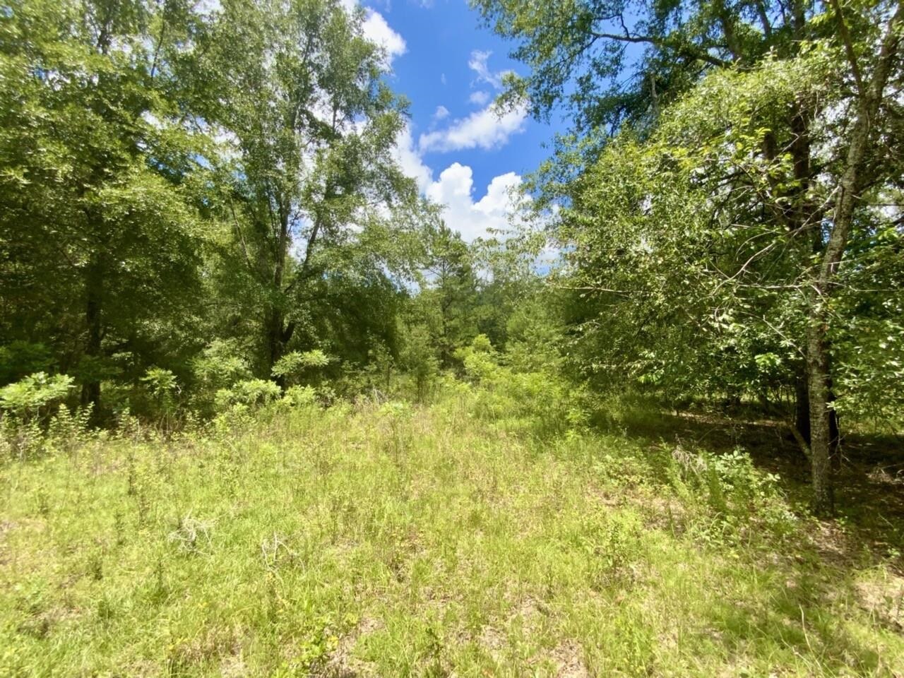 0 Northeast Dandelion Street Madison, FL 32340 - Photo 10 of 42