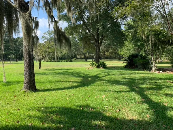 a view of a park with a tree