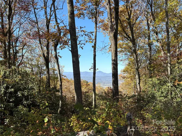 a view of a forest