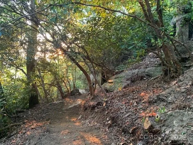 a view of a forest with trees in the background