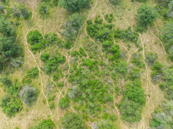 a close up of a plant