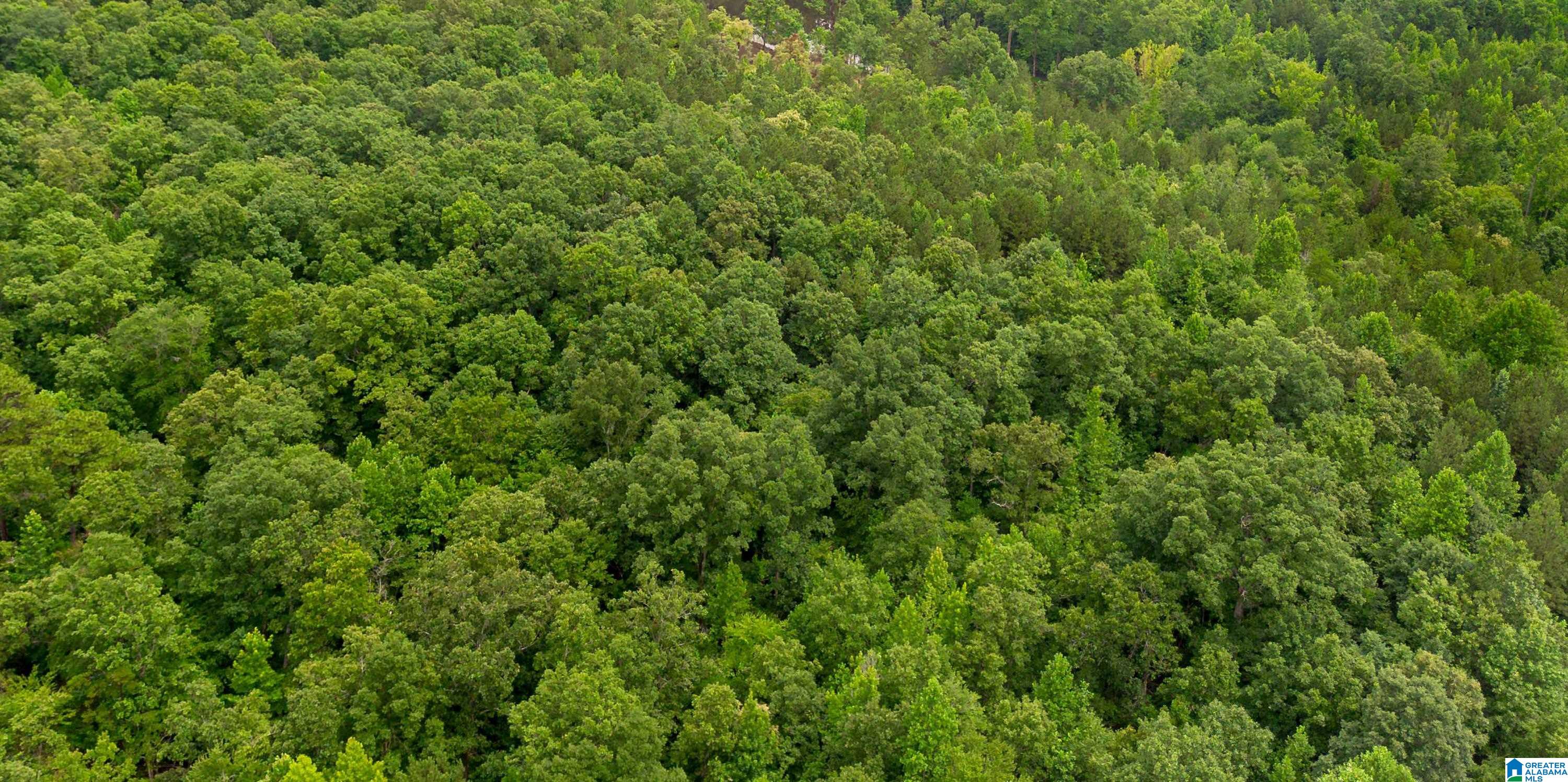 Vineyard Road, Unit 3 Fruithurst, AL 36262 - Photo 5 of 8