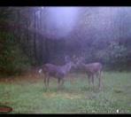 4739 Wallace Buie Road Columbia, AL 36319 - Photo 45 of 54