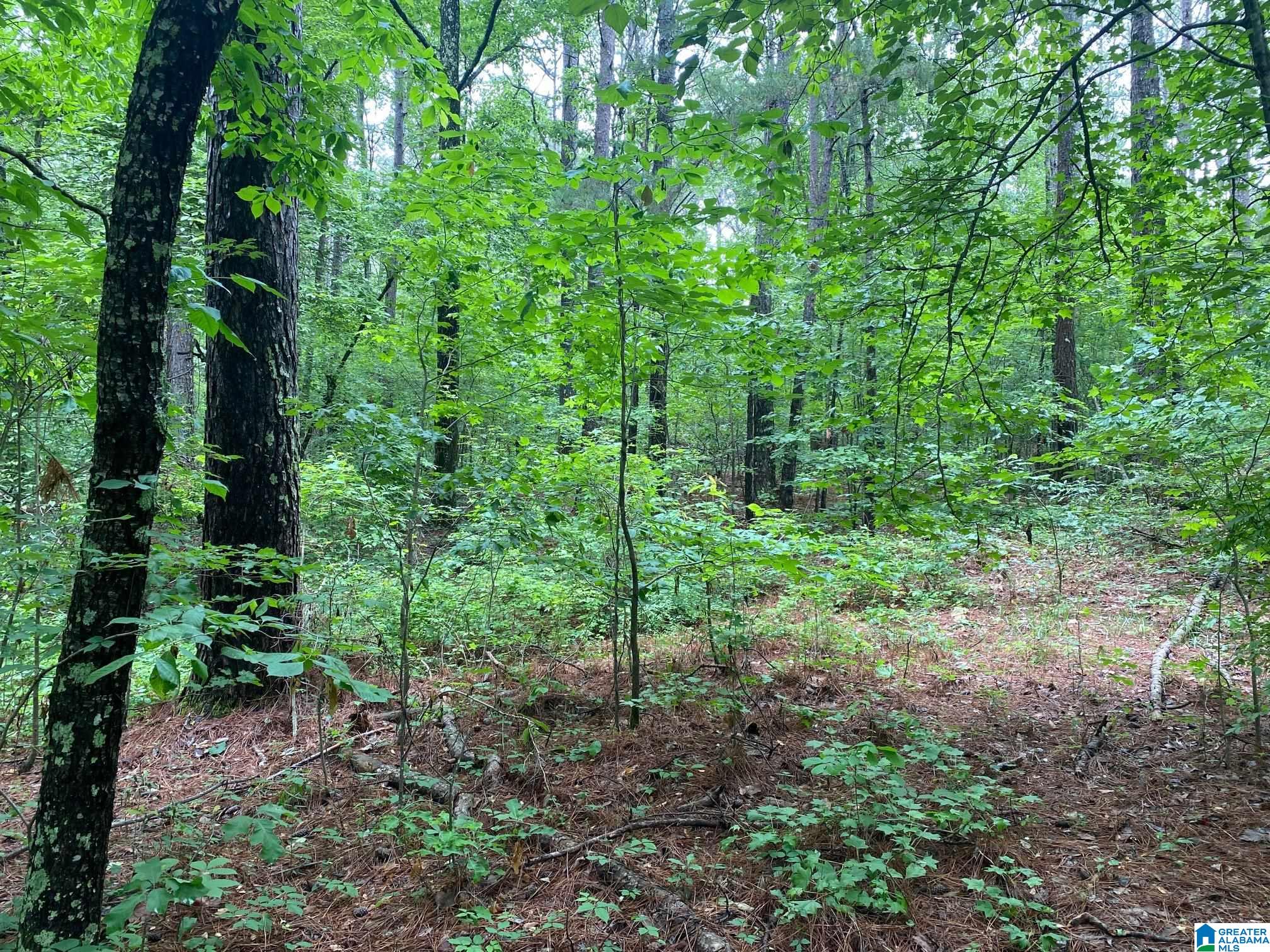 0 Roy Webb Cutoff Road, Unit 2 LOTS Piedmont, AL 36272 - Photo 7 of 10