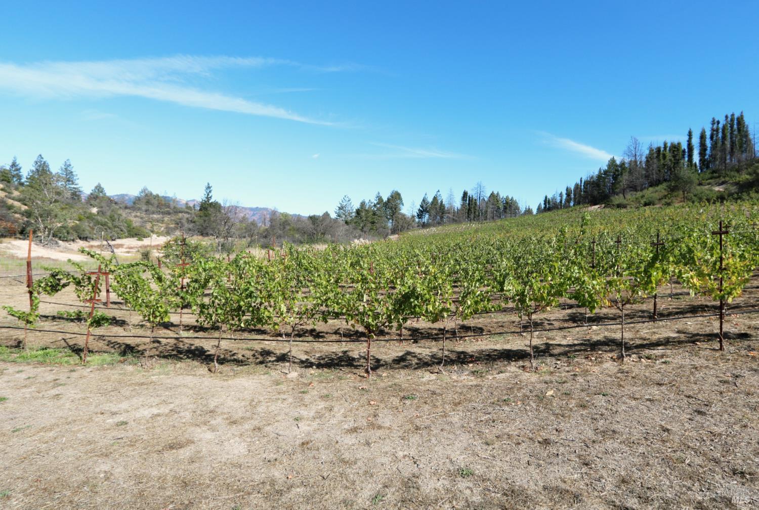 1755 Diamond Mountain Road Calistoga, CA 94515 - Photo 59 of 67 a view of a yard with an outdoor space