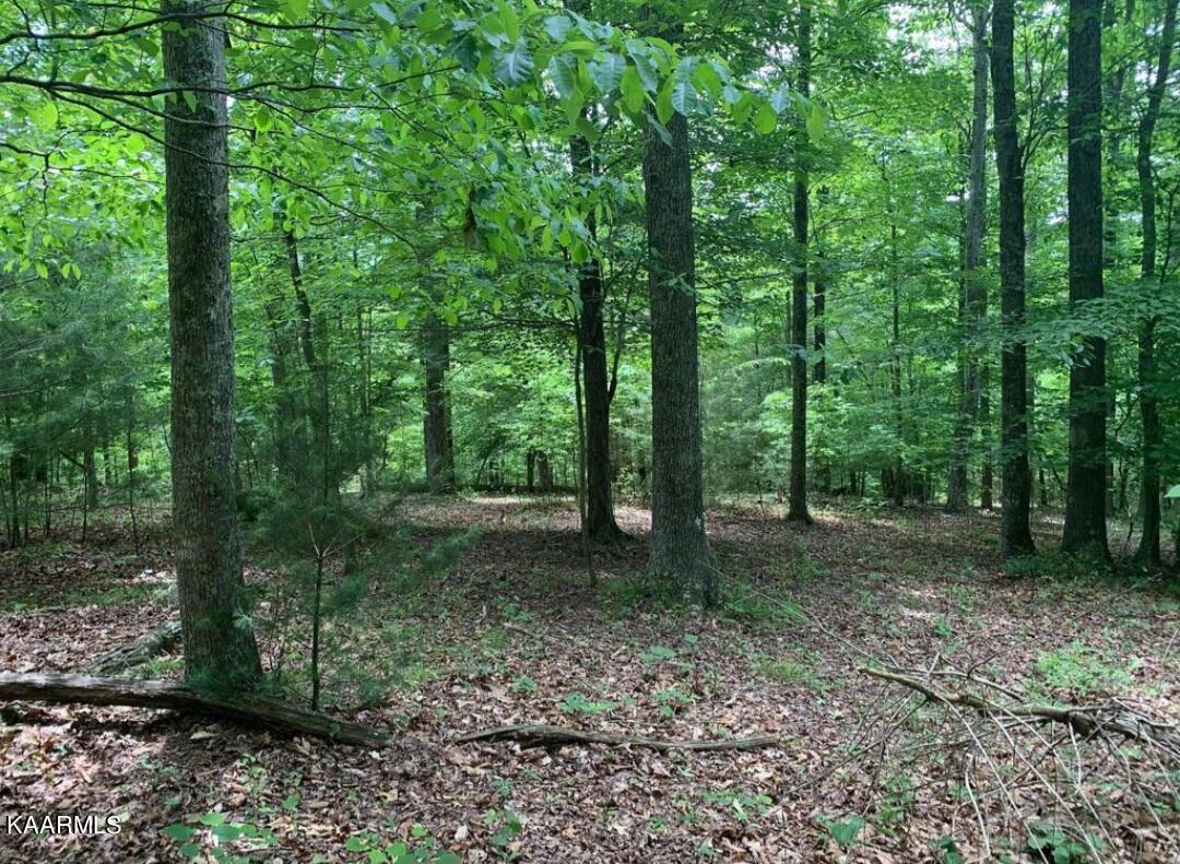 Tbd Wolf Creek Road Del Rio, TN 37727 - Photo 3 of 6 5F20C453-BC01-4D18-AC85-C51A3B6AB54B