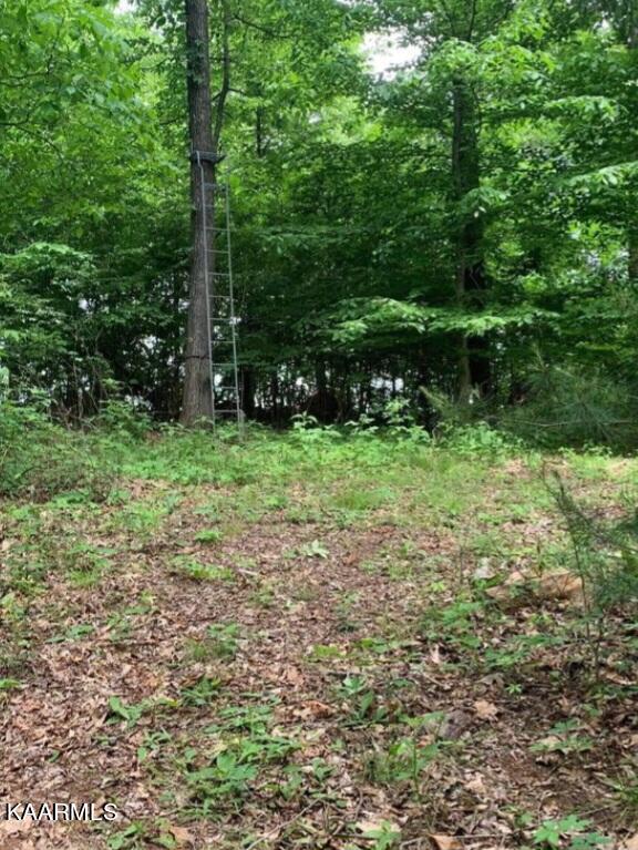 Tbd Wolf Creek Road Del Rio, TN 37727 - Photo 4 of 6 54324B02-023C-47FB-9502-1B26AAF910CE