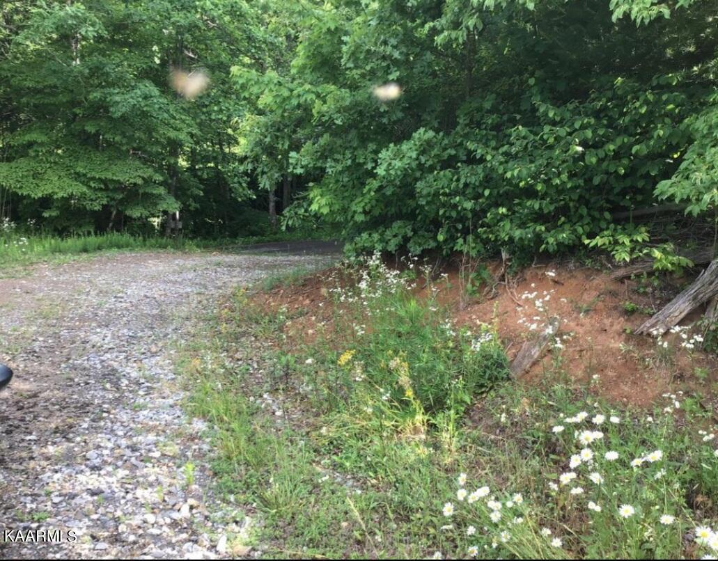 Tbd Wolf Creek Road Del Rio, TN 37727 - Photo 6 of 6 843D1884-F1D4-485F-8013-84D7FB687236