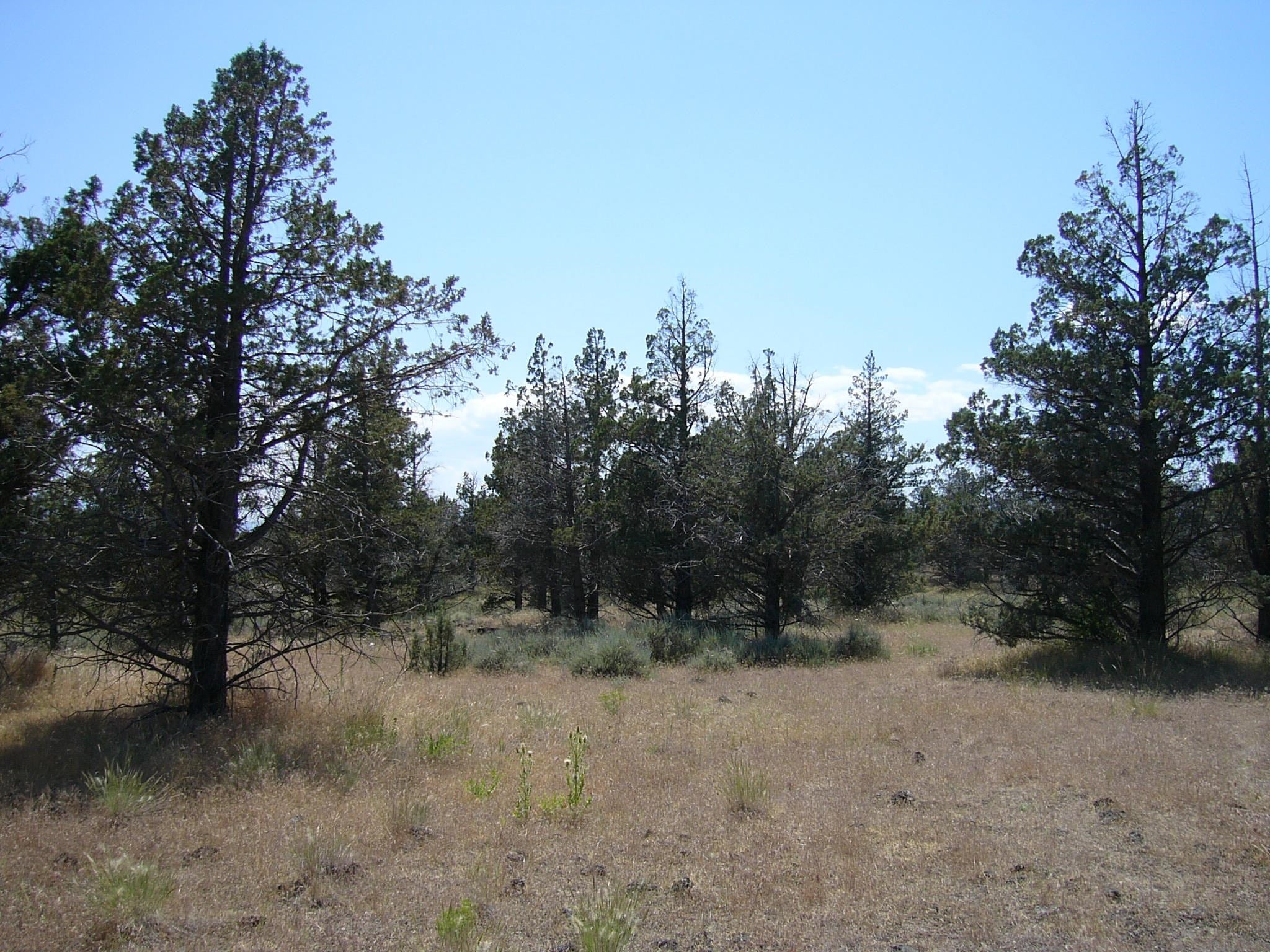 10.1 Yuba Meba Rancho Road Montague, CA 96064 - Photo 17 of 23 Gallery Image 17