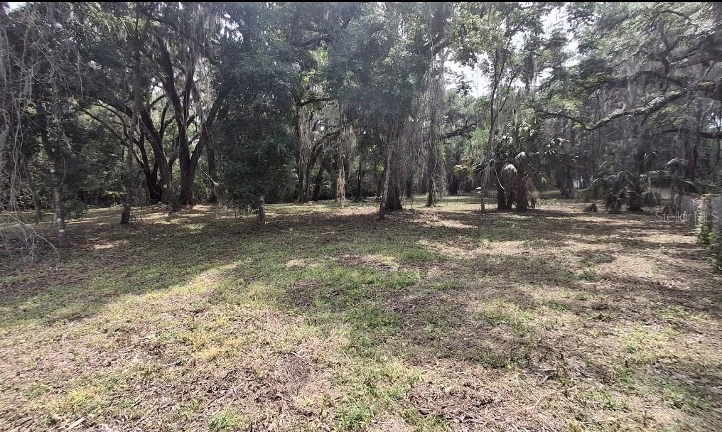5316 Southwest 13th Street Gainesville, FL 32608 - Photo 6 of 10 a view of dirt yard with a large tree