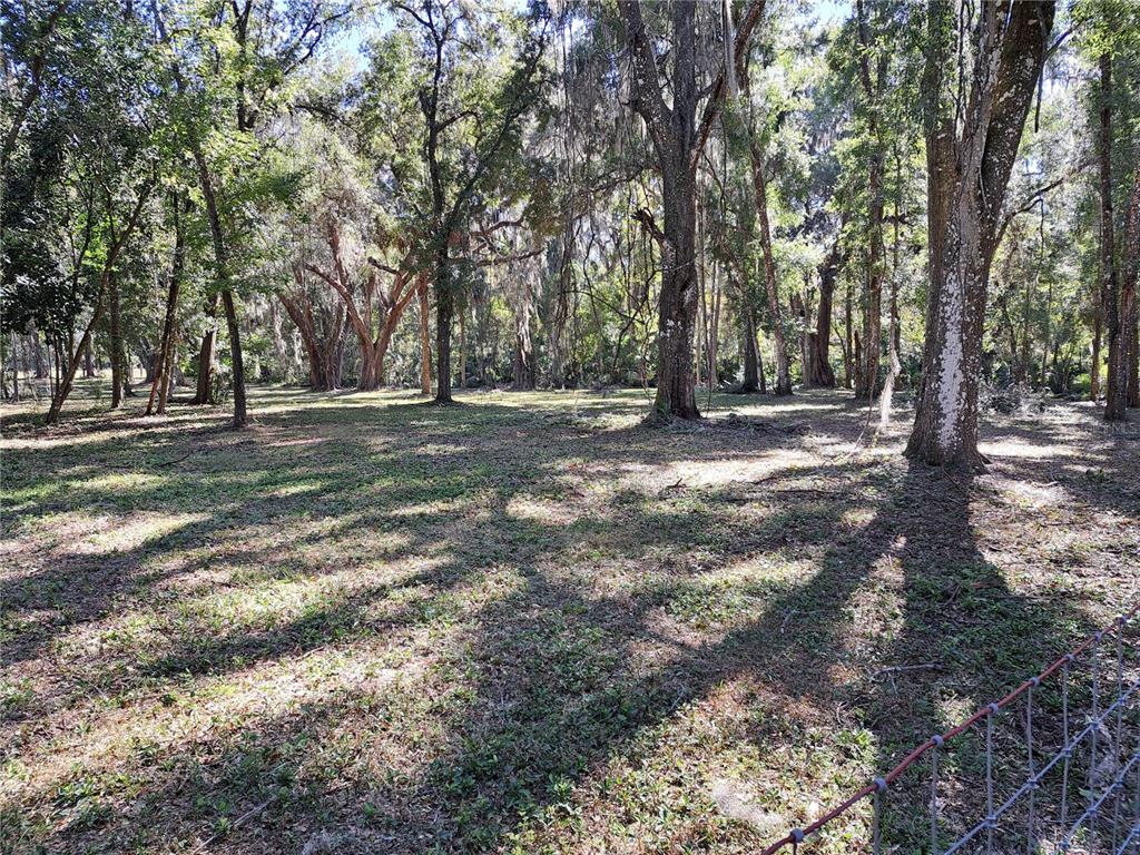 5316 Southwest 13th Street Gainesville, FL 32608 - Photo 8 of 10 a view of a tree in the middle of a yard