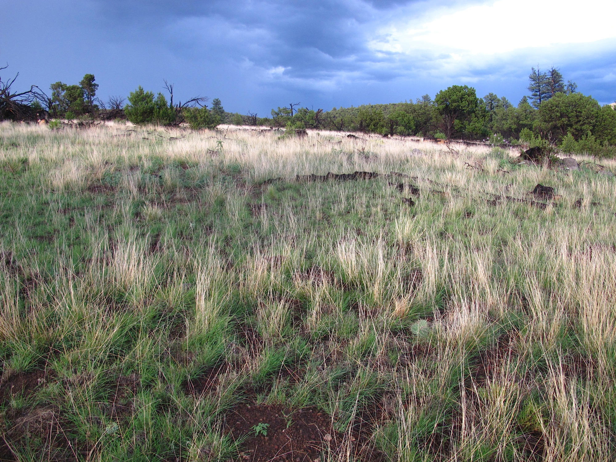 8455 Slayton Ranch Road Flagstaff, AZ 86004 - Photo 6 of 51 Views