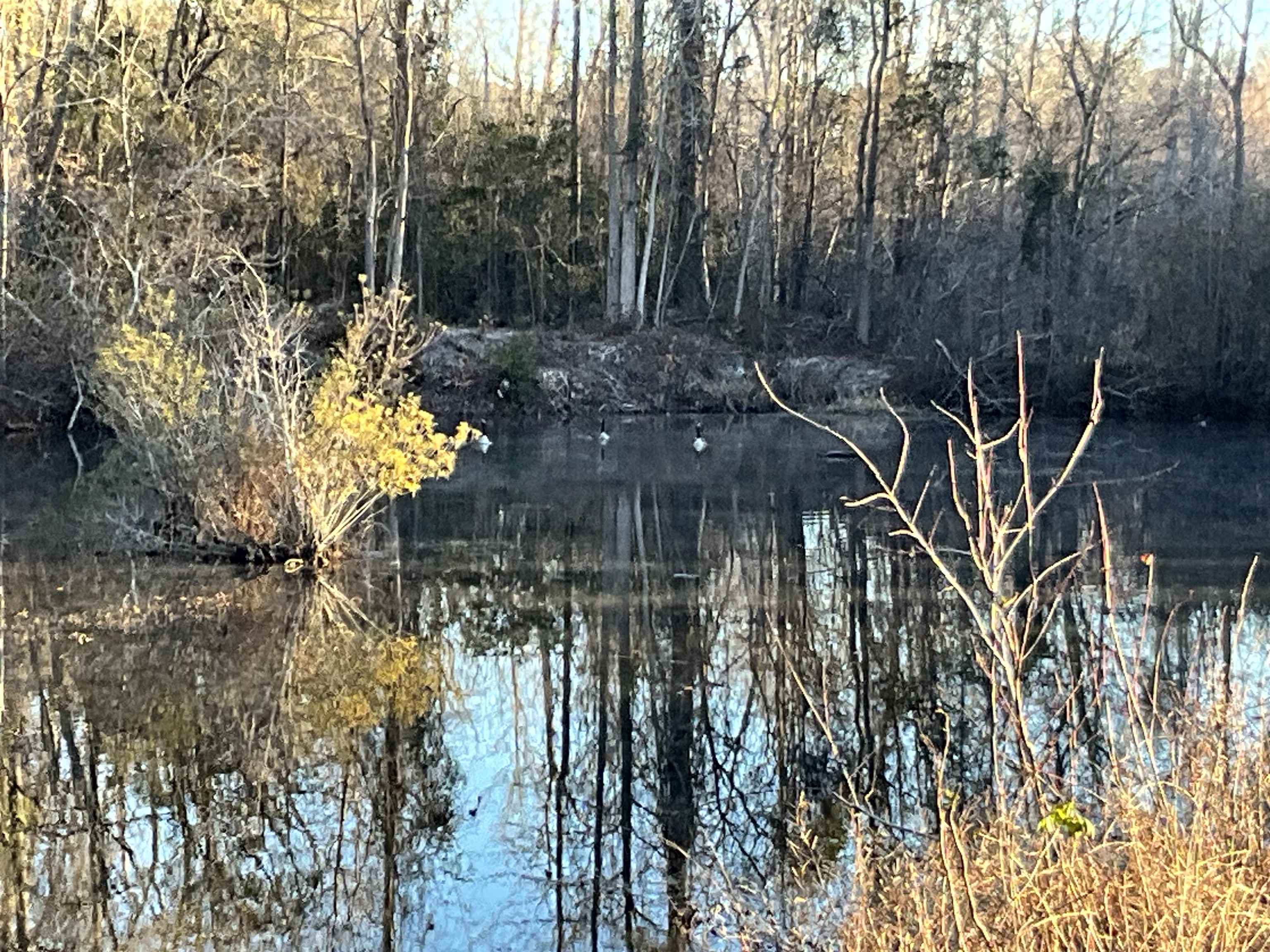 Tbd Senator Gasque Road Mullins, SC 29574 - Photo 7 of 15 Water view