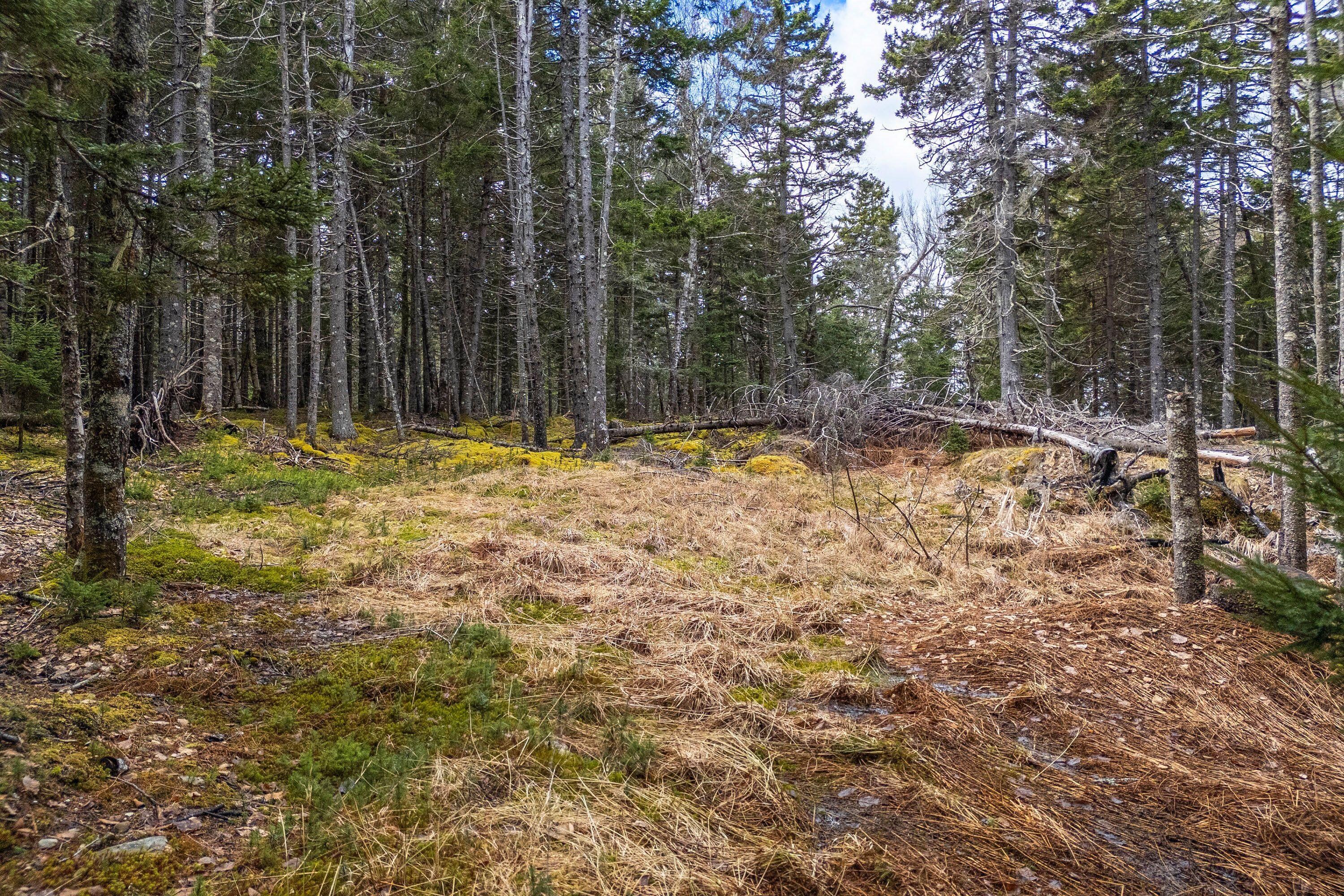 12-d 12i Mildred Grace Road Islesboro, ME 04848 - Photo 12 of 18 wilderness