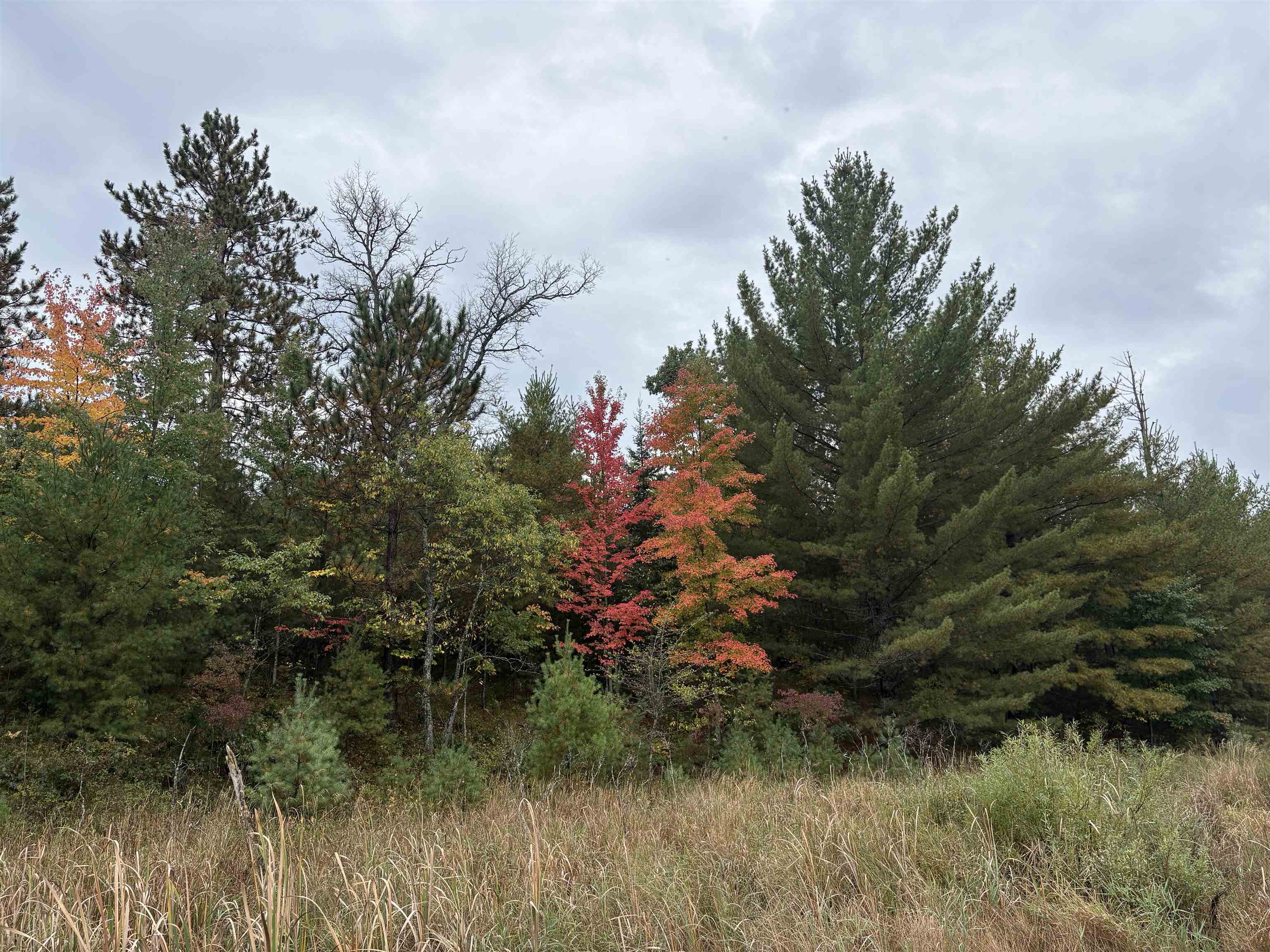 0 Hall Road Roscommon, MI 48653 - Photo 11 of 17