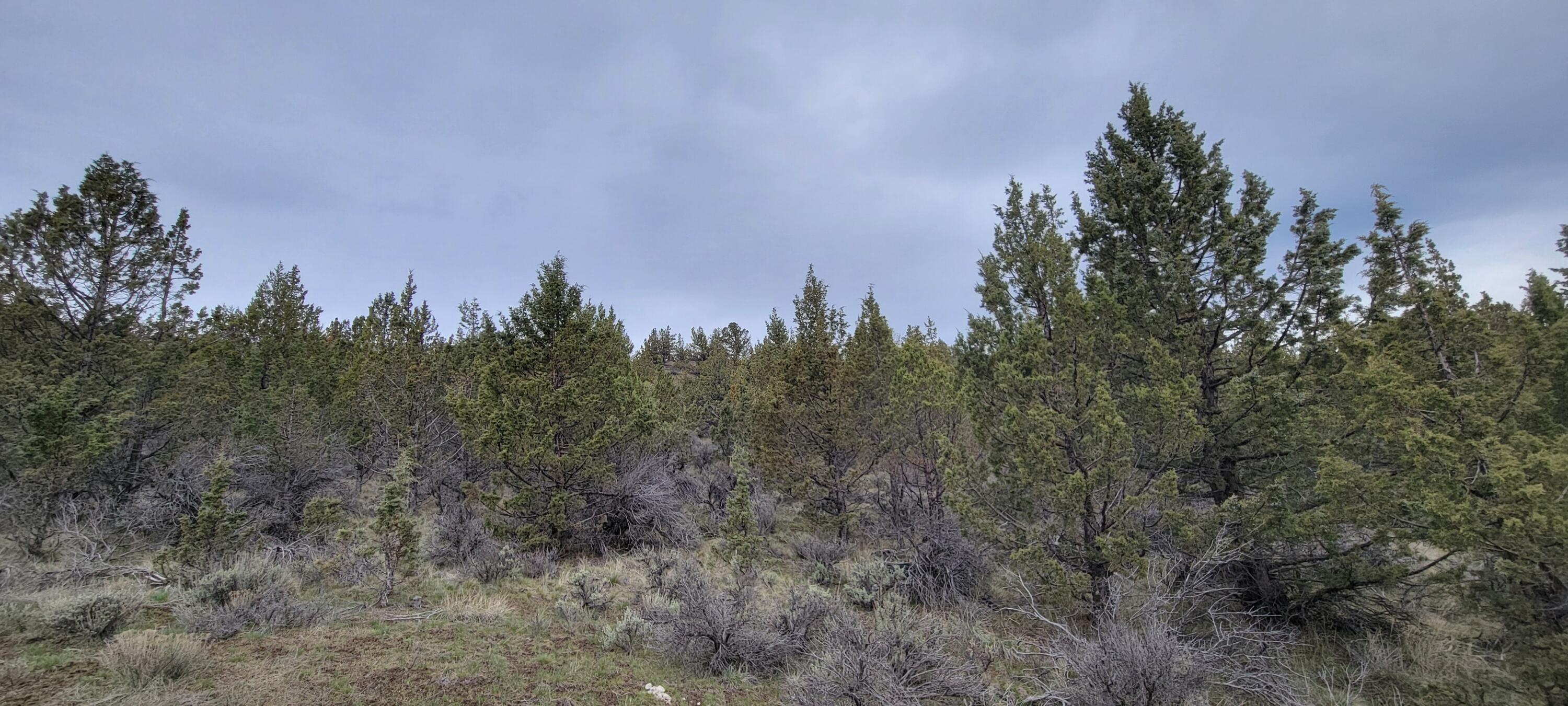 1500 Southeast Osprey Road, Unit 62 Prineville, OR 97754 - Photo 26 of 26 Wooded 05