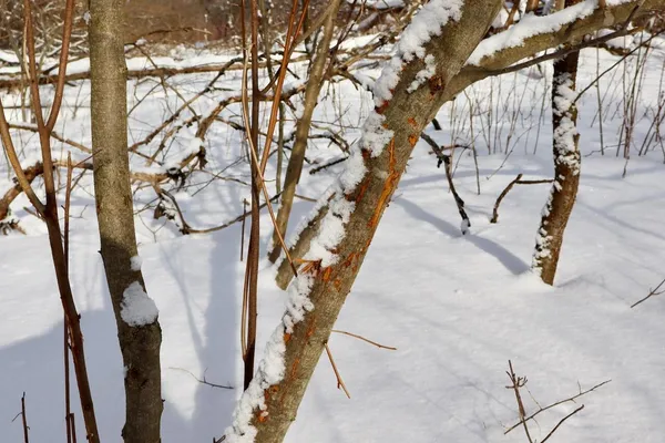 $415,000 | 6182 Hamilton Road, Harrison, MI 48625