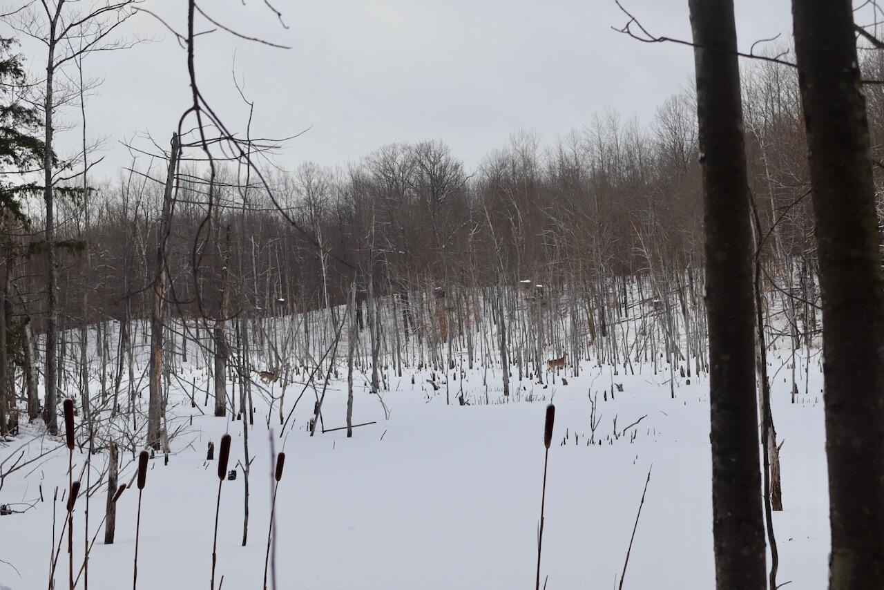 6182 Hamilton Road Harrison, MI 48625 - Photo 37 of 56 IMG_1686