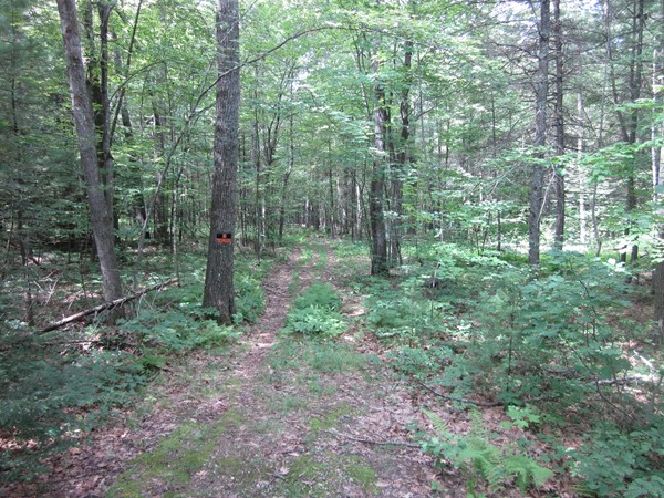 690.4 New Salem Road Petersham, MA 01366 - Photo 2 of 9