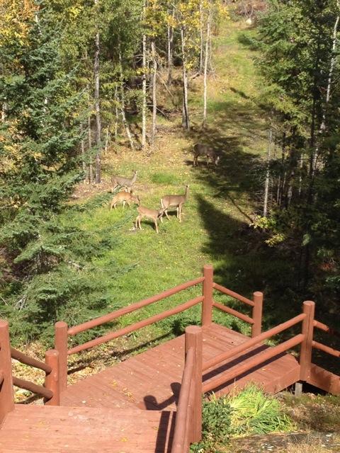 2450 Keyes Island International Falls, MN 56649 - Photo 22 of 24