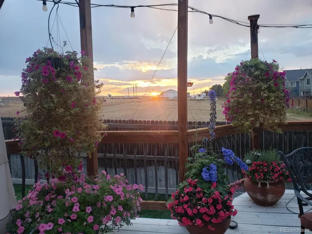 a view of a potted flower in a yard