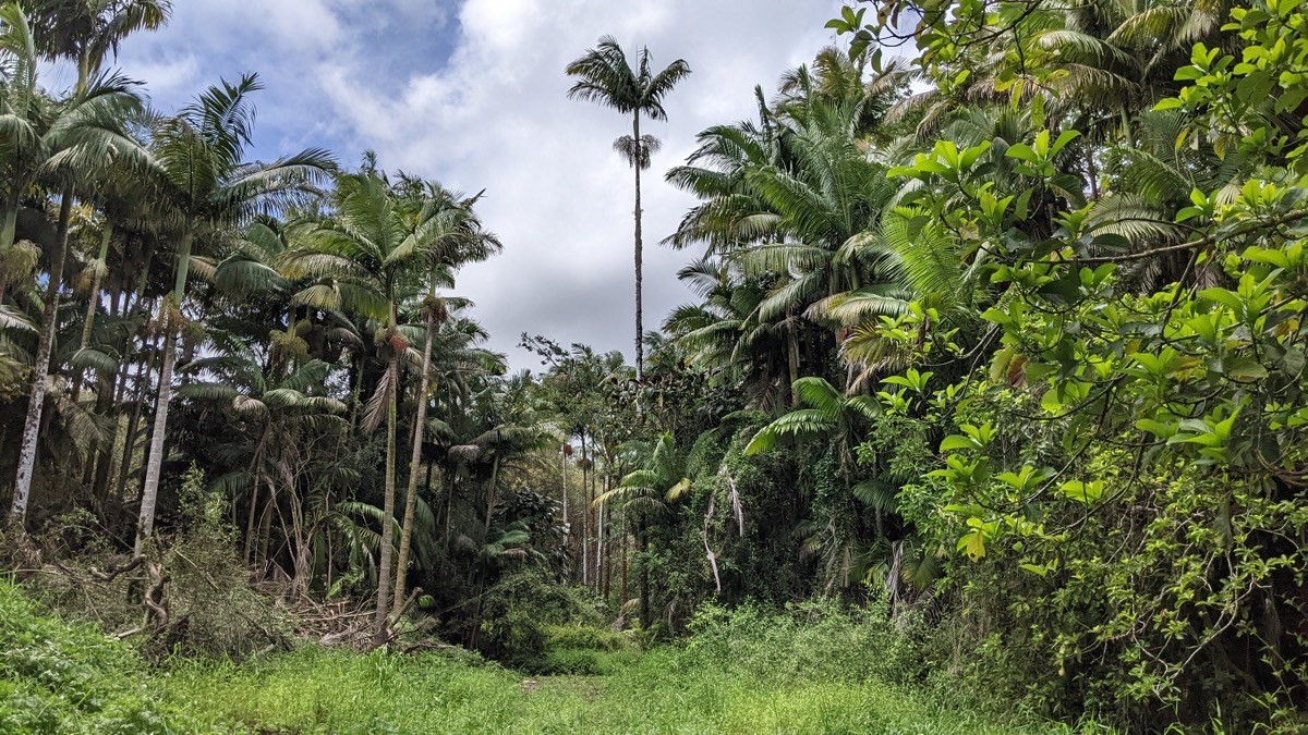 Lot D Volcano Road Kurtistown, HI 96760 - Photo 5 of 7 Gallery Image 5