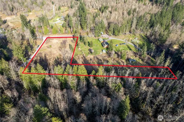 a view of a tree in a forest