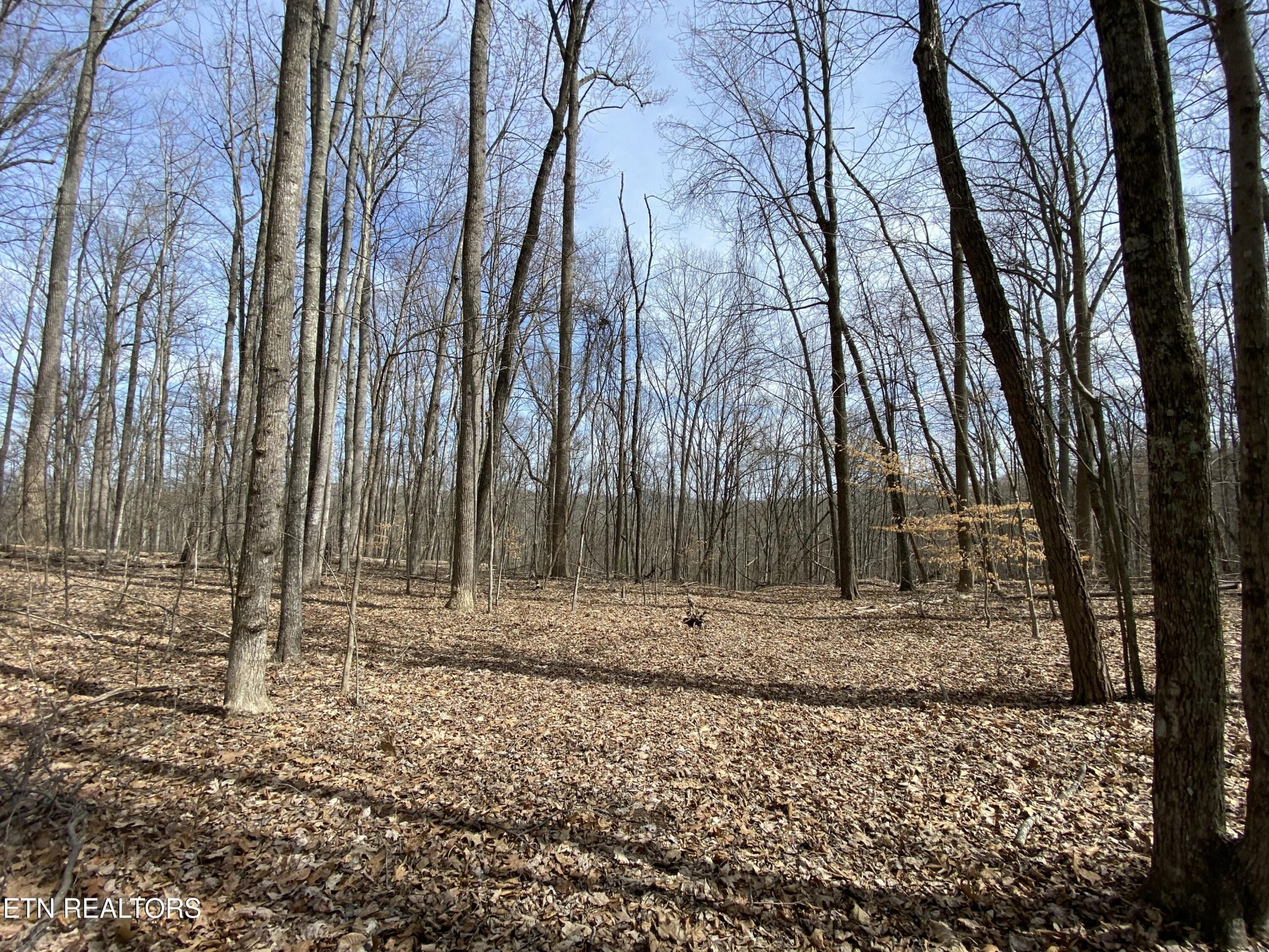 2297 Shady Cove Road Caryville, TN 37714 - Photo 3 of 60 Gallery Image 3