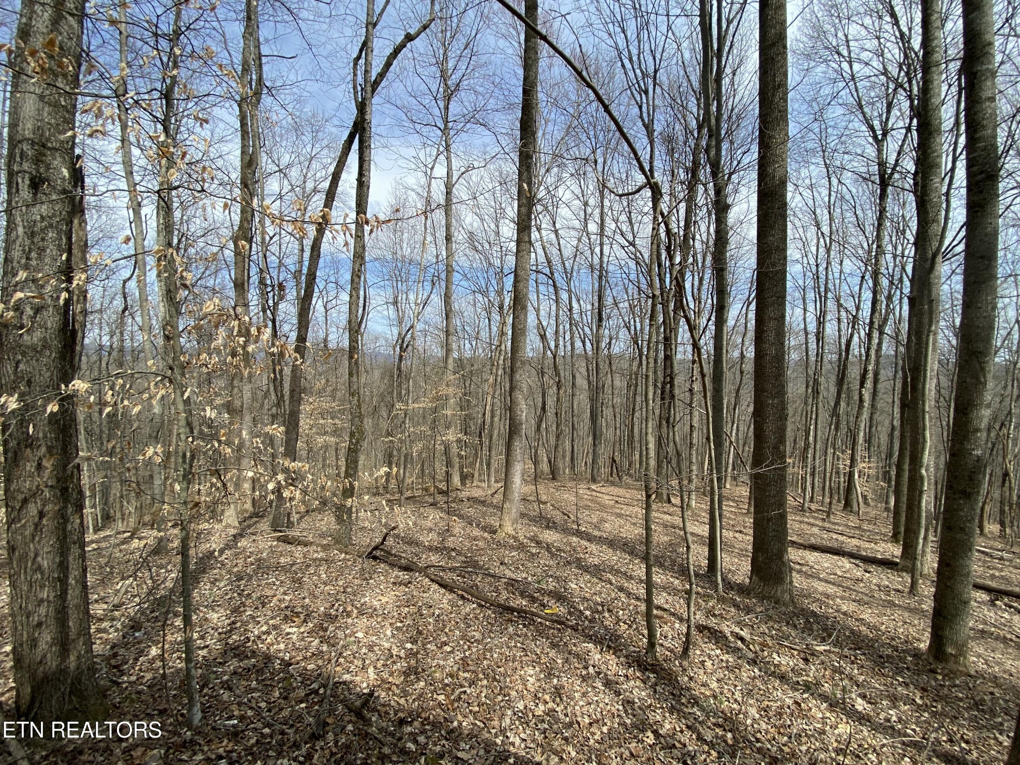 2297 Shady Cove Road Caryville, TN 37714 - Photo 4 of 60 Gallery Image 4