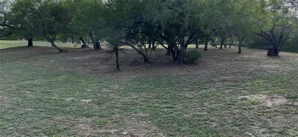 a view of a forest with trees in the background