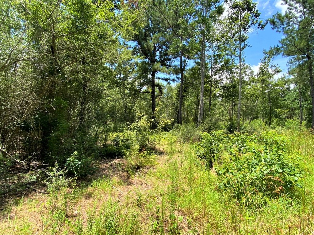 Tbd Myers Road Wewahitchka, FL 32465 - Photo 3 of 14