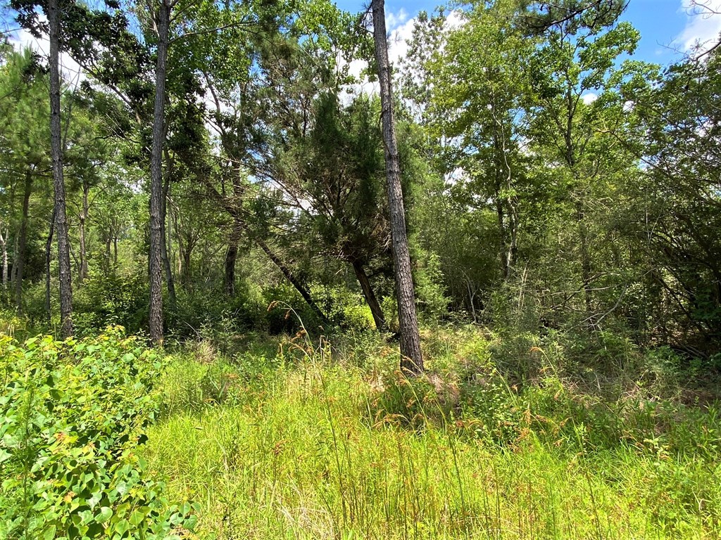 Tbd Myers Road Wewahitchka, FL 32465 - Photo 5 of 14