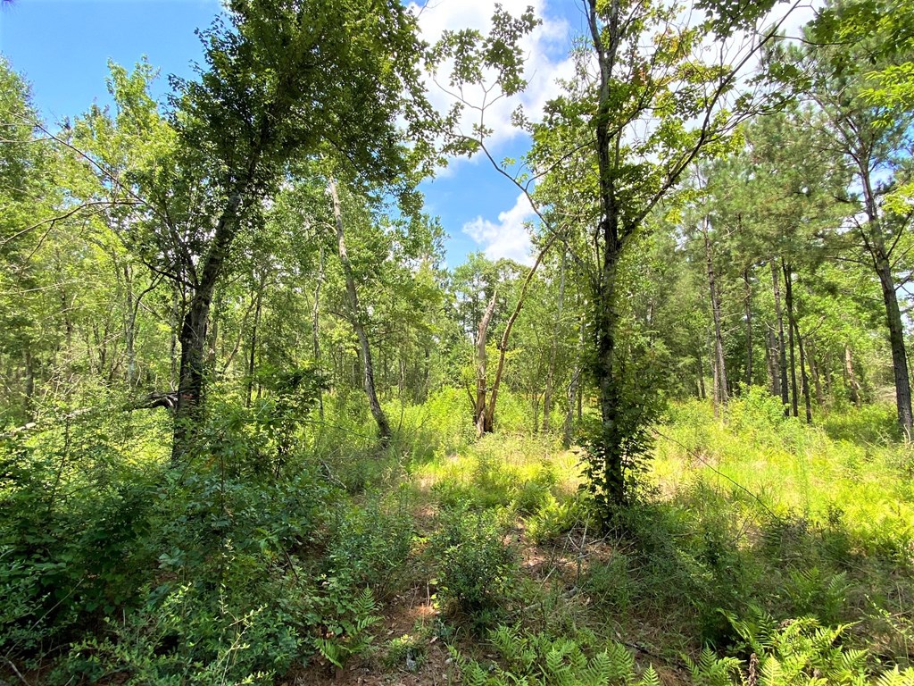 Tbd Myers Road Wewahitchka, FL 32465 - Photo 6 of 14