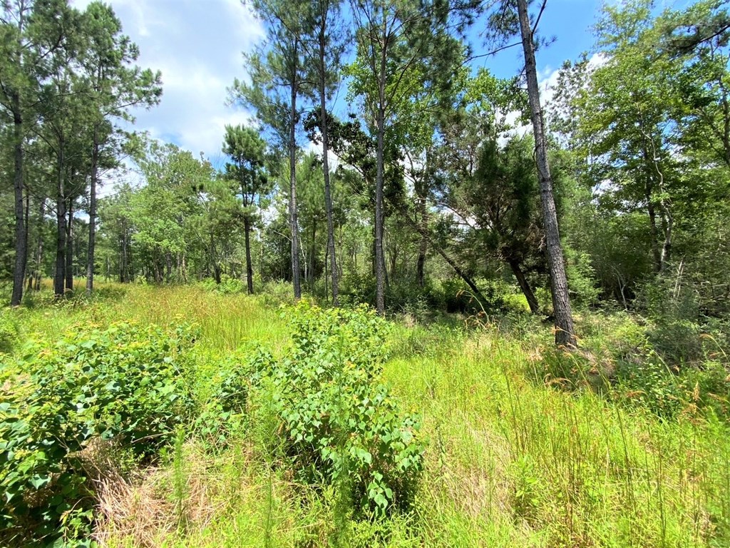Tbd Myers Road Wewahitchka, FL 32465 - Photo 7 of 14