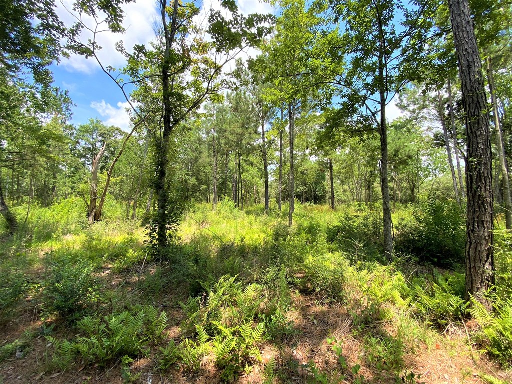 Tbd Myers Road Wewahitchka, FL 32465 - Photo 8 of 14