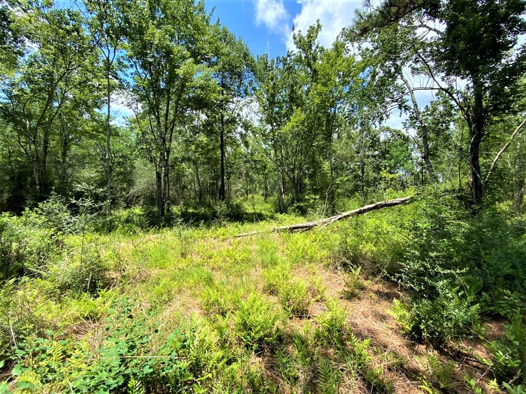 Tbd Myers Road Wewahitchka, FL 32465 - Photo 10 of 14