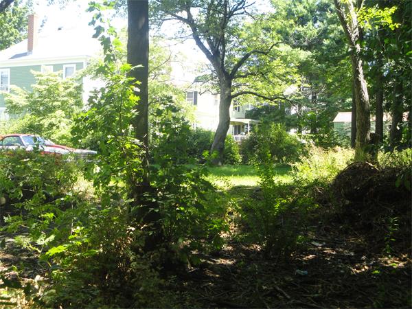 6 Eaton Street Wakefield, MA 01880 - Photo 11 of 11 a view of a tree in a yard