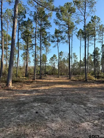 a view of a park with large trees