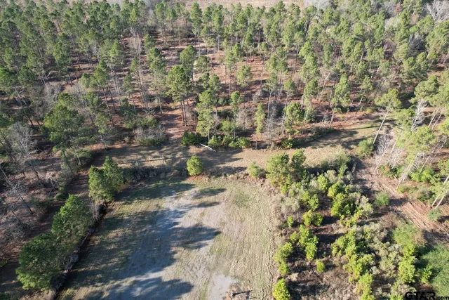 a view of a forest with a tree