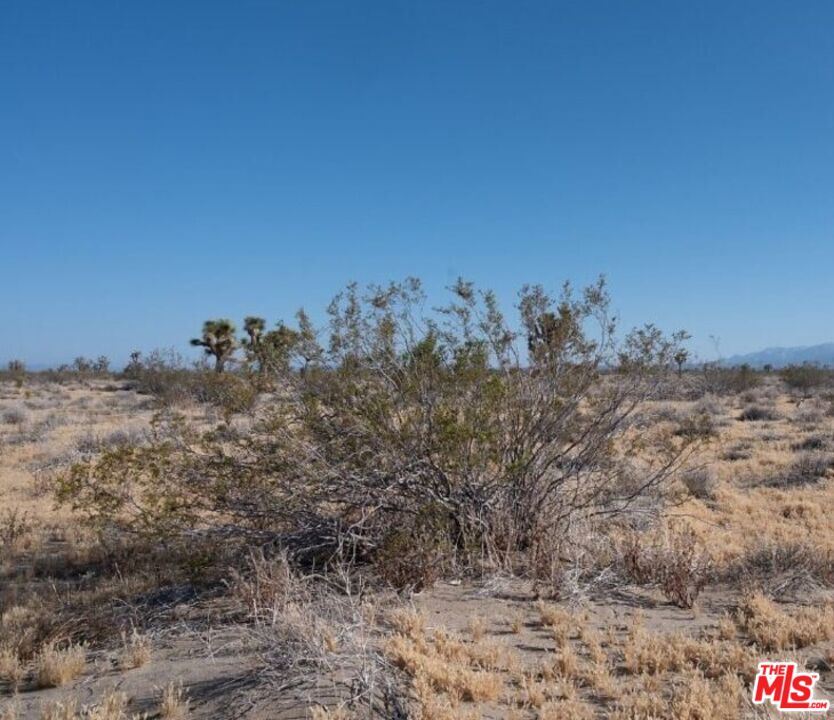 0 Colorado Road Adelanto, CA 92301 - Photo 1 of 1 a view of a dry yard with lots of trees