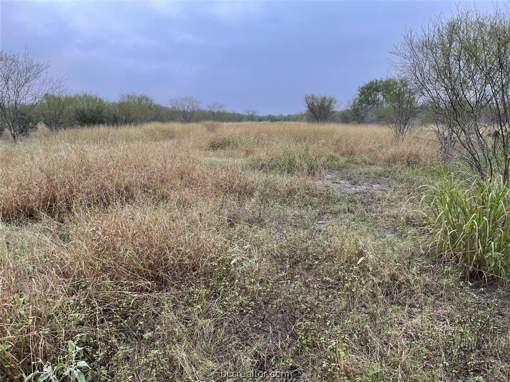 161 Cornerstone Ranch Beeville, TX 78102 - Photo 15 of 24 Native Coastal Grasses and WIDE OPEN SKIES!
