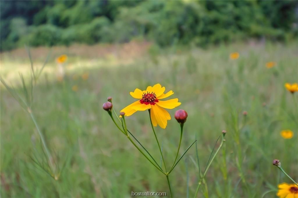 161 Cornerstone Ranch Beeville, TX 78102 - Photo 23 of 24 Wildflowers!