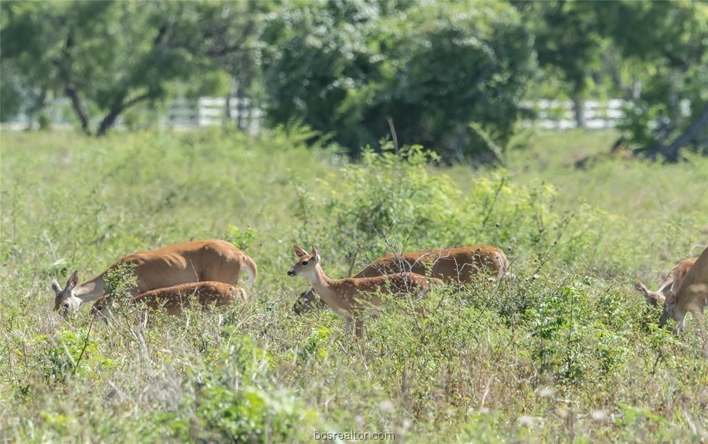 161 Cornerstone Ranch Beeville, TX 78102 - Photo 24 of 24 Teeming Wildlife!