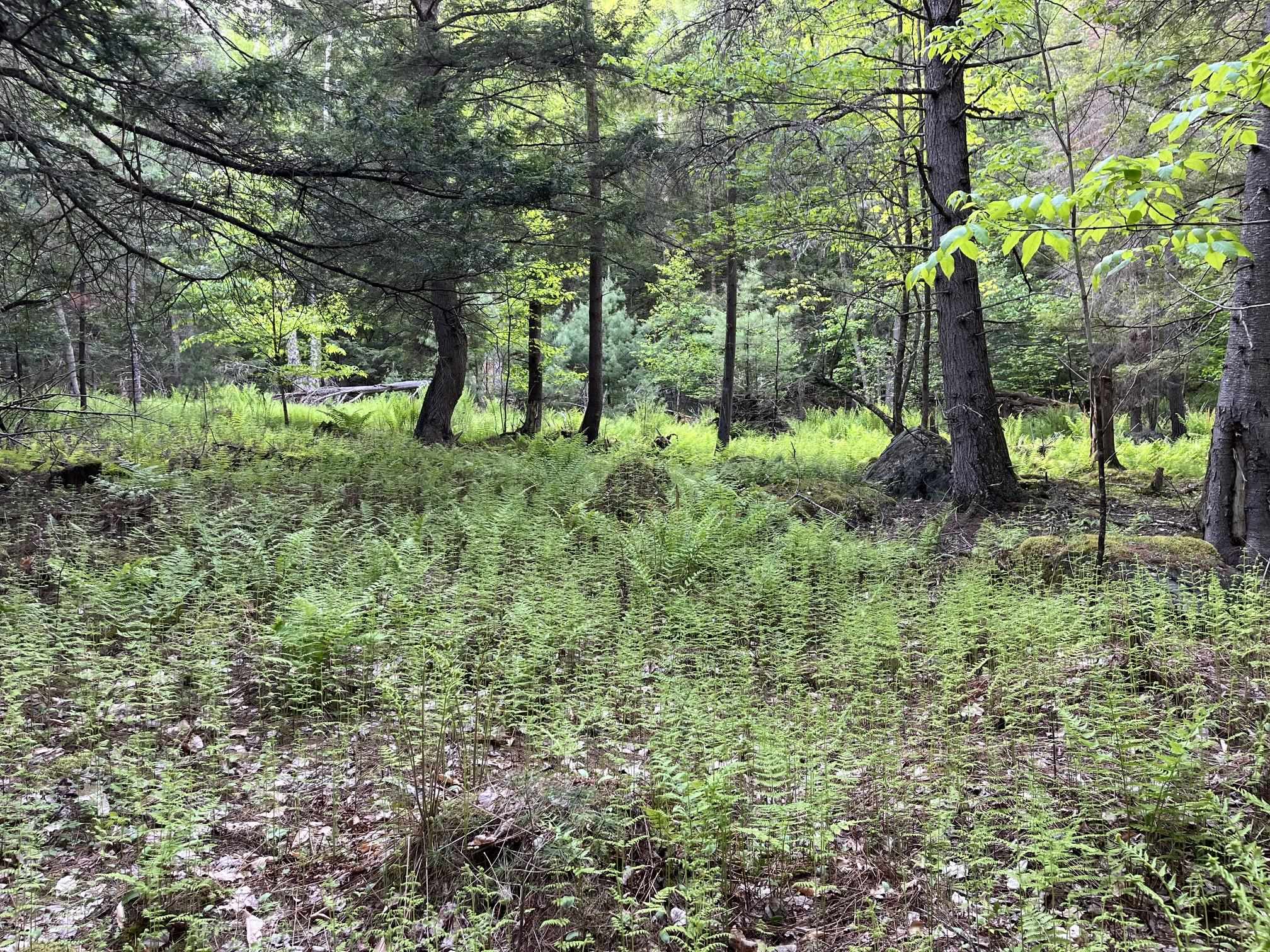 31 River Road Bath, NH 03740 - Photo 23 of 26