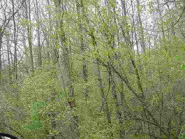8547 Rattle Run Road Columbus, MI 48063 - Photo 13 of 13
