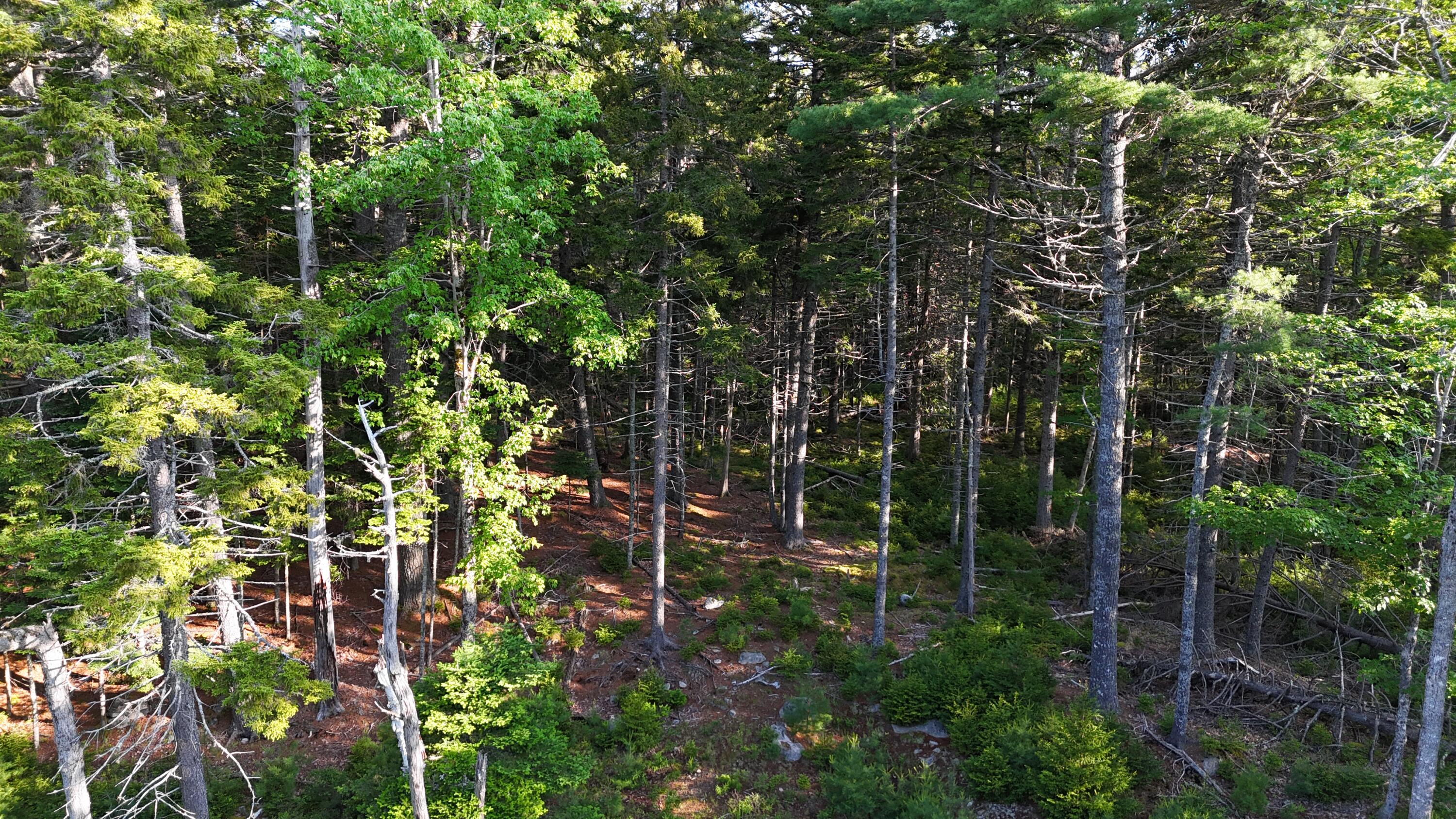 0 Red Spruce Way Mount Mount Desert, ME 04660 - Photo 14 of 18 DJI_20250621070623_0042_D