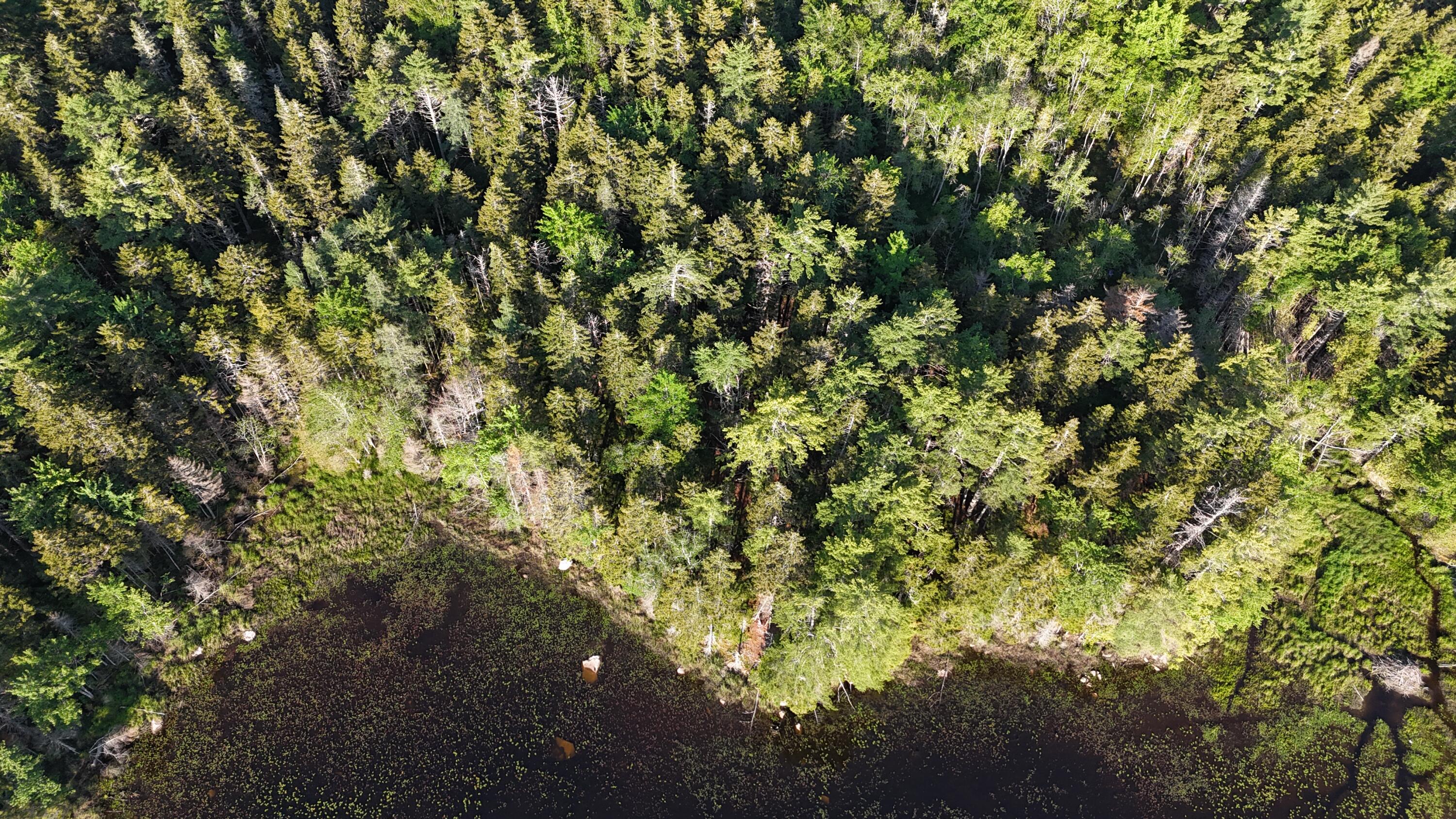 0 Red Spruce Way Mount Mount Desert, ME 04660 - Photo 9 of 18 DJI_20250621070051_0022_D